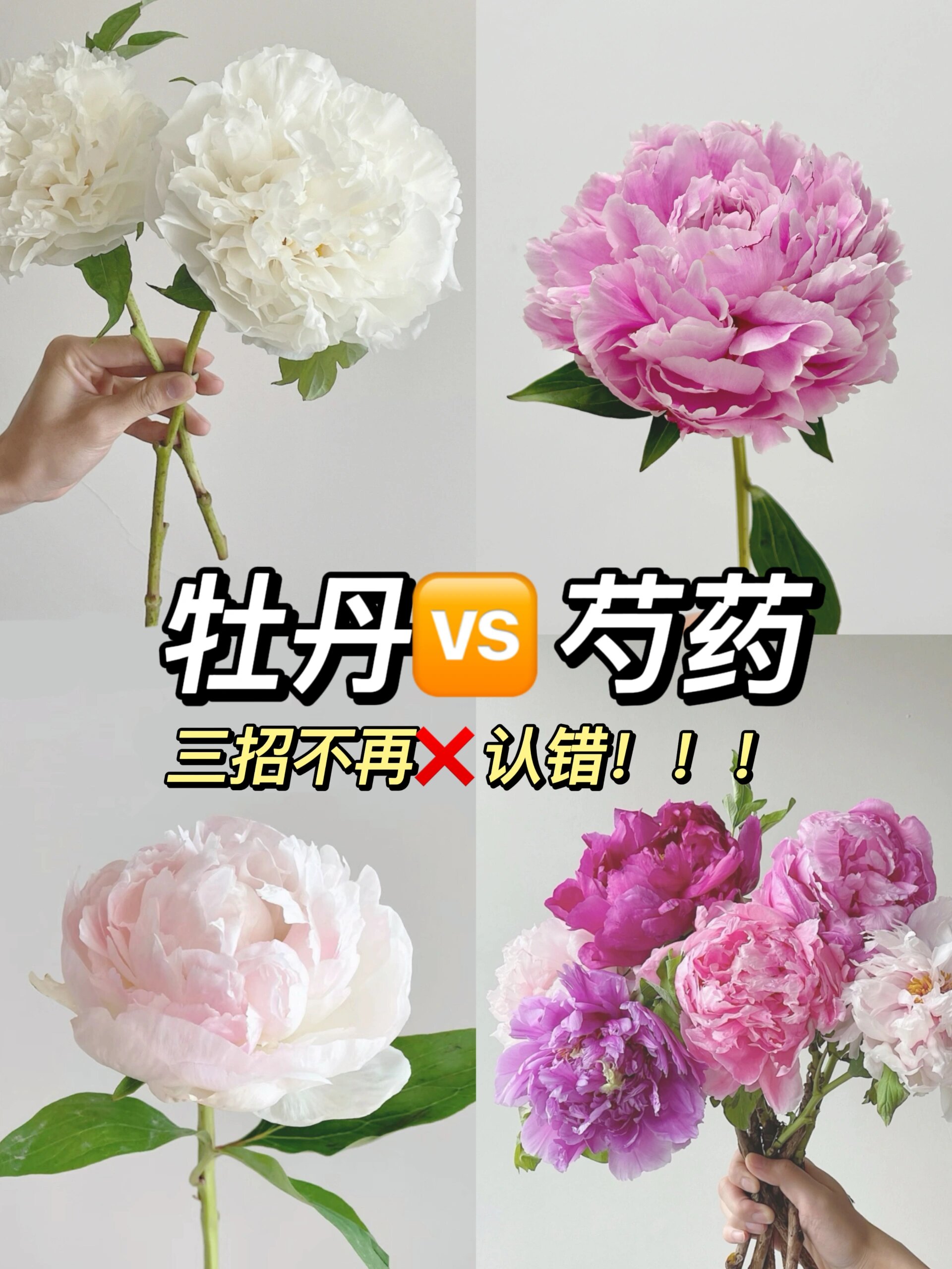 别再认错74啦!3招轻松区分牡丹90芍药