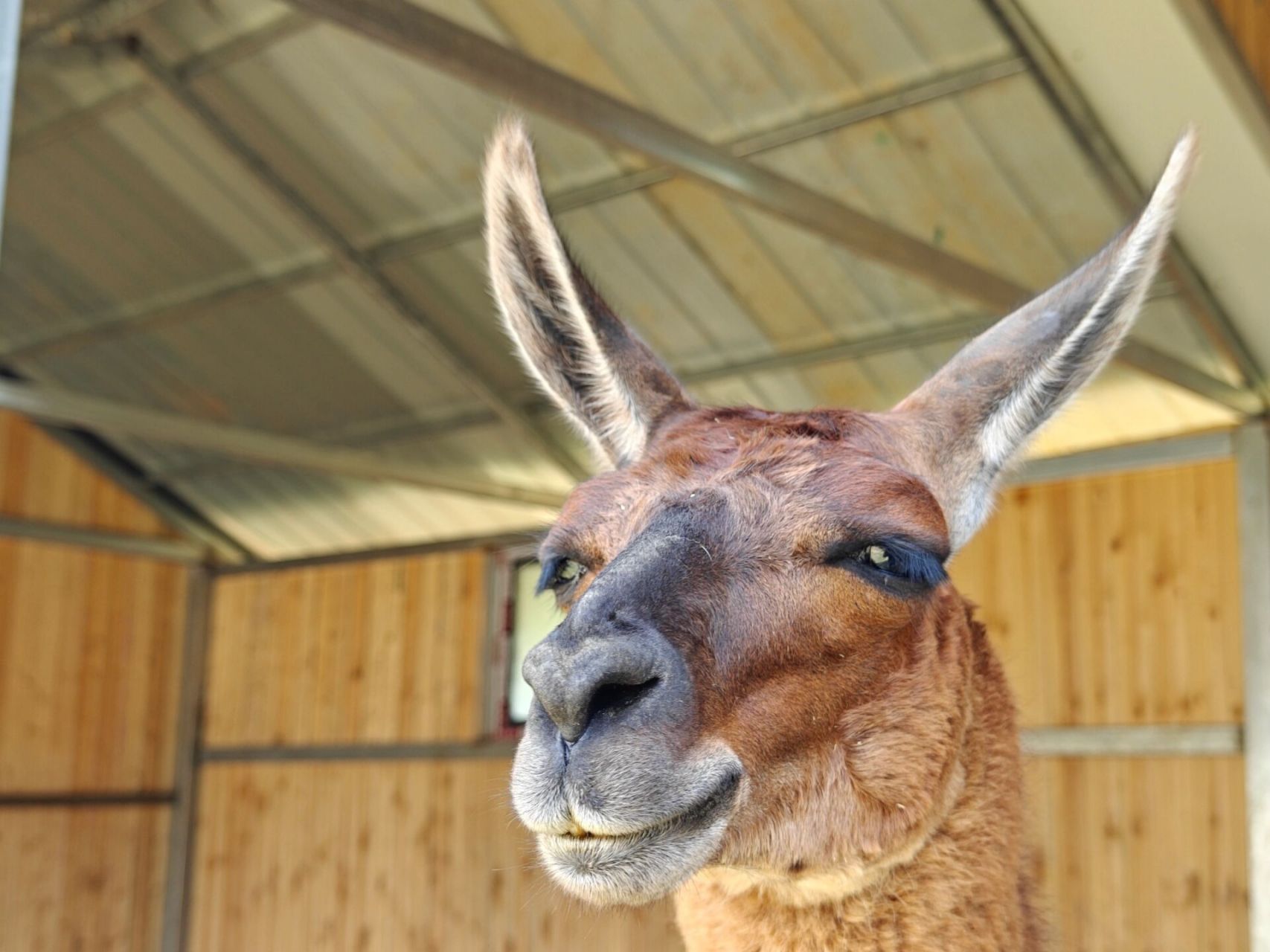 郴州东湖动物园 门票价格是38元,一米以上的就要买门票了,虽然不是很