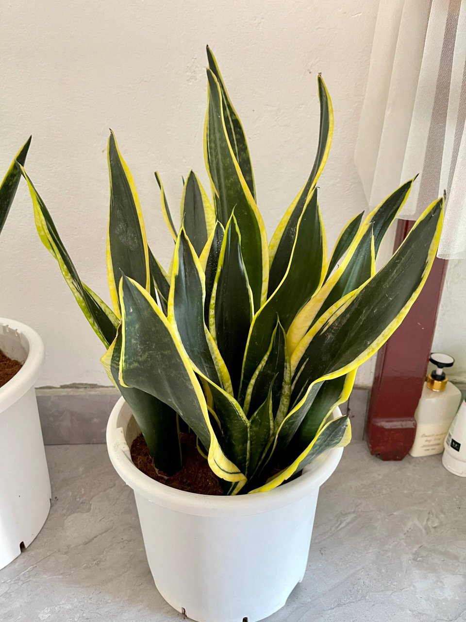 霸王91虎皮兰91 还得是绿植好养