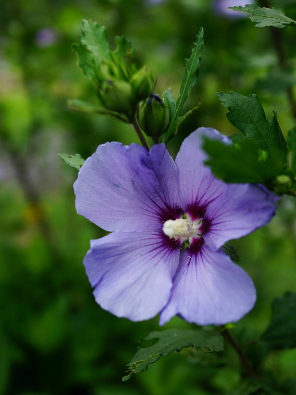 粉紫长苞木槿 木槿花 	 明/张以宁 	 朝昏看开落, 	 一笑小窗中.