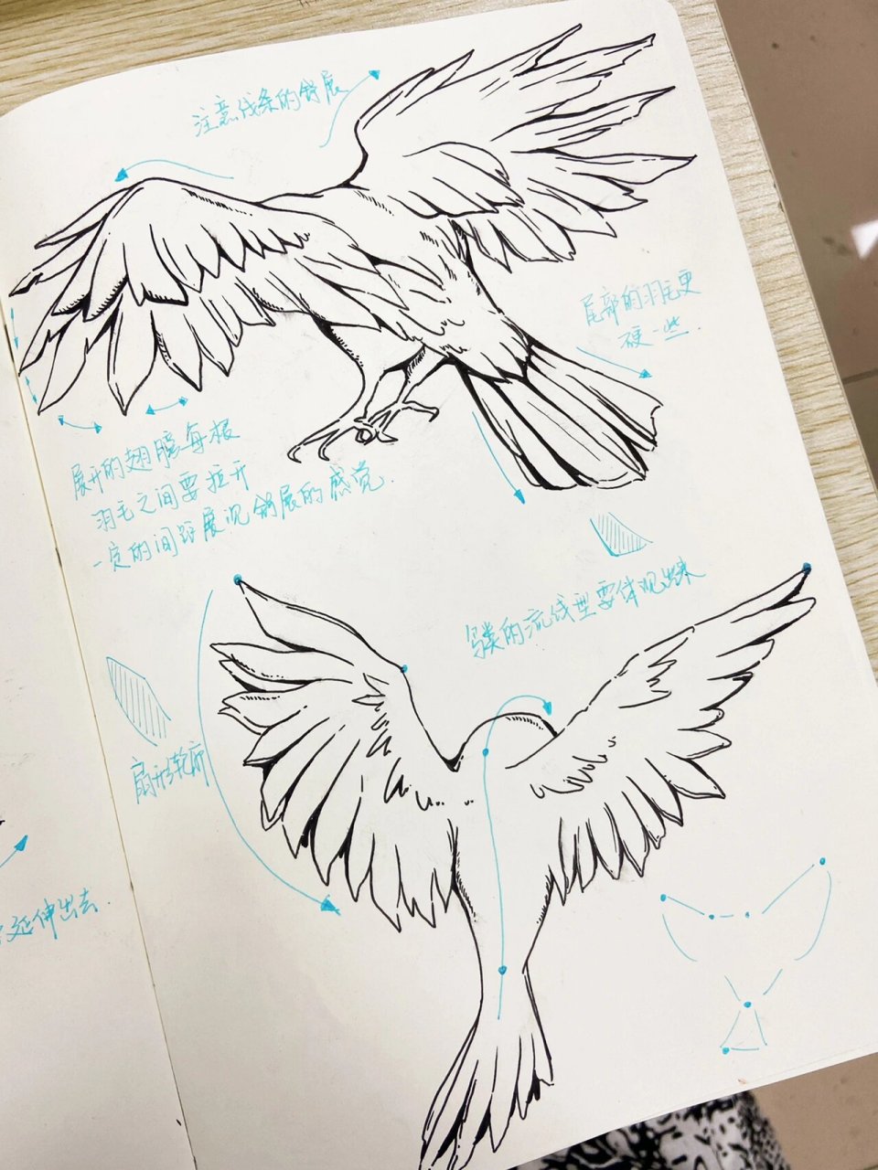 鸟类是视觉传达考研手绘常用的素材,对于鸟类的翅膀画法需要大家对