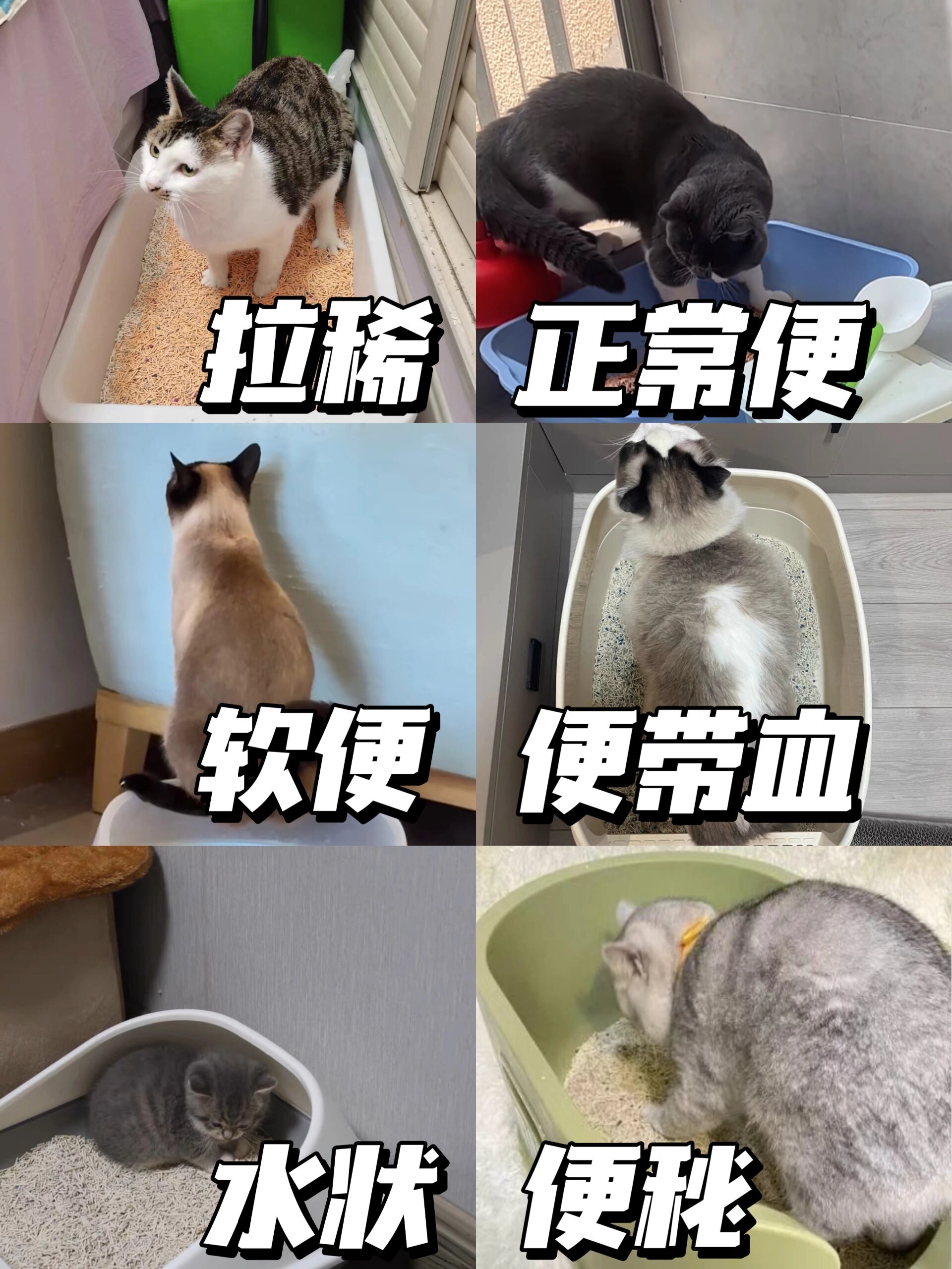 猫咪软便拉稀怎么办?教你3分钟自查 解决