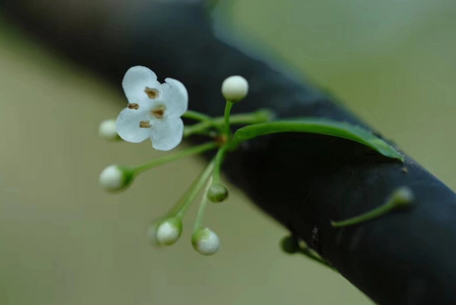 梅叶冬青|落叶只剩枝,覆得皑皑雪 梅叶冬青又称「岗梅」「秤星树」