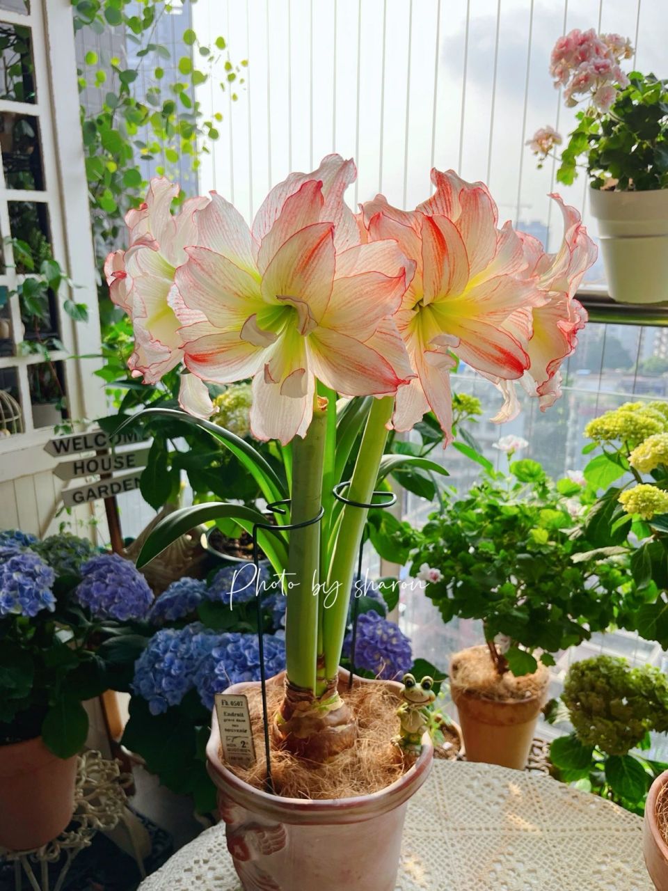 朱顶红『爱神』|原来真的会变色!