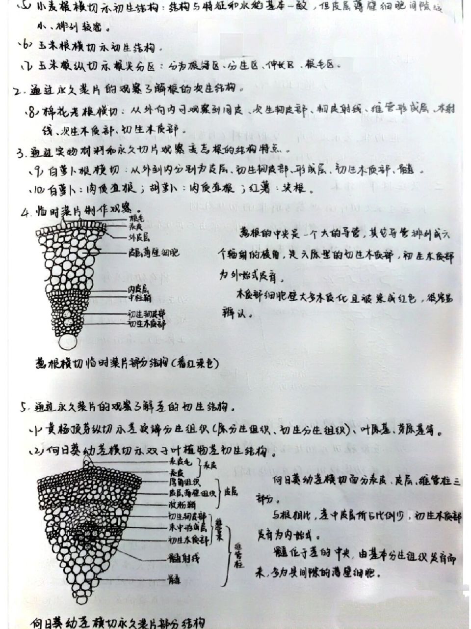 植物学实验报告——根茎的观察 存档