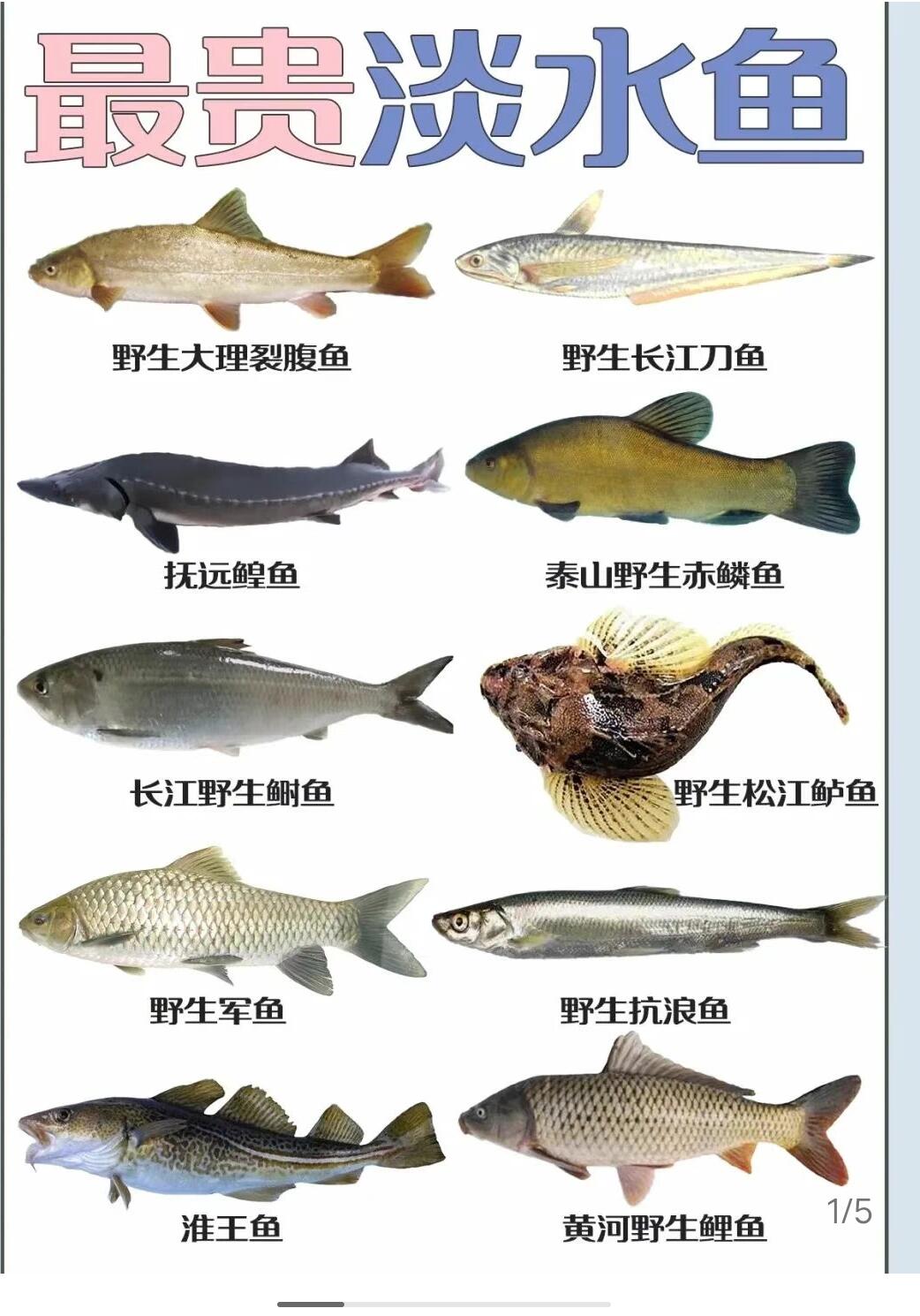最贵淡水鱼