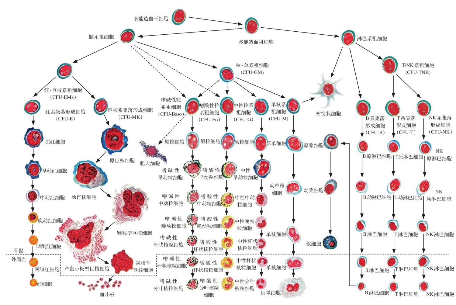 临床血细胞形态学思维导图 16615造血细胞与淋巴组织细胞的分化