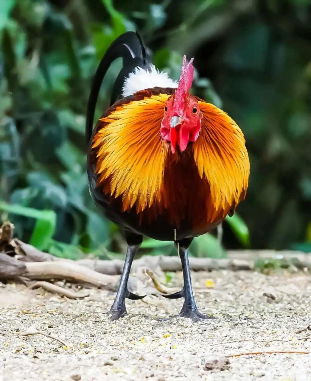 茶花鸡,俗称原鸡,红原鸡,野鸡,烛夜等,产于西双版纳周边地区的深山