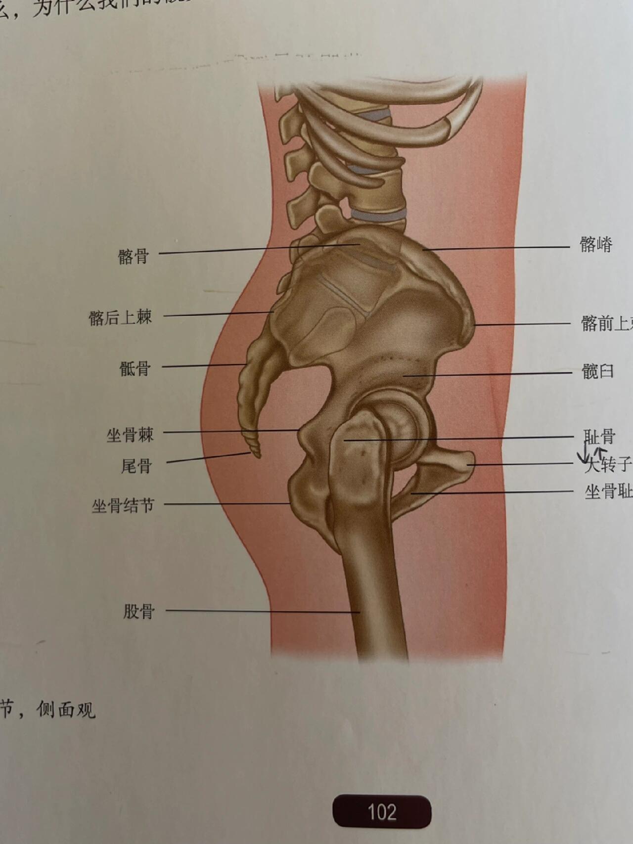 坐骨棘位置图图片