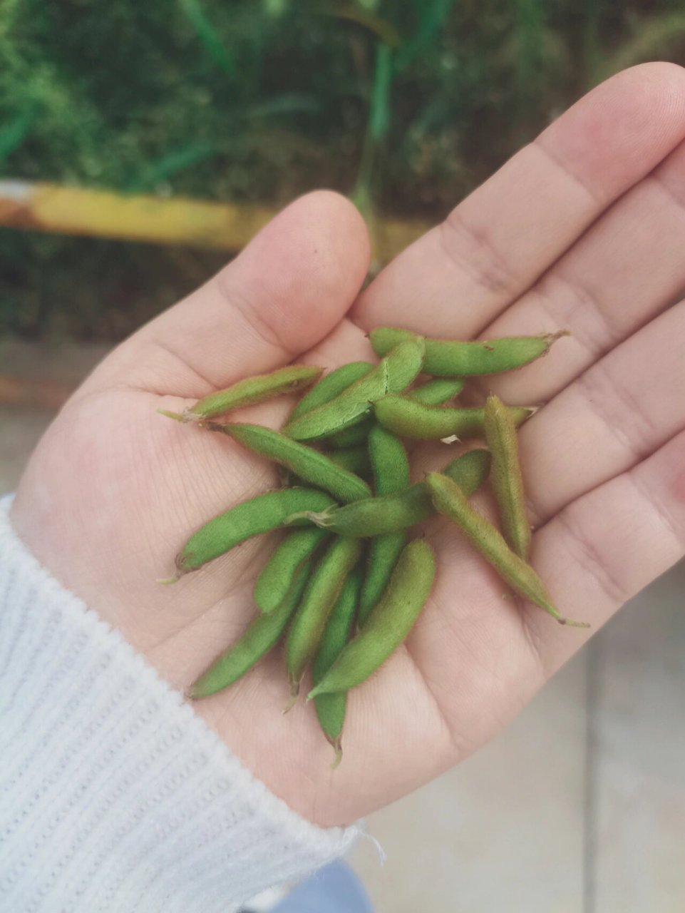 野生毛豆 工地现场发现一片野生毛豆,迷你小巧,剥开来果实微微带紫