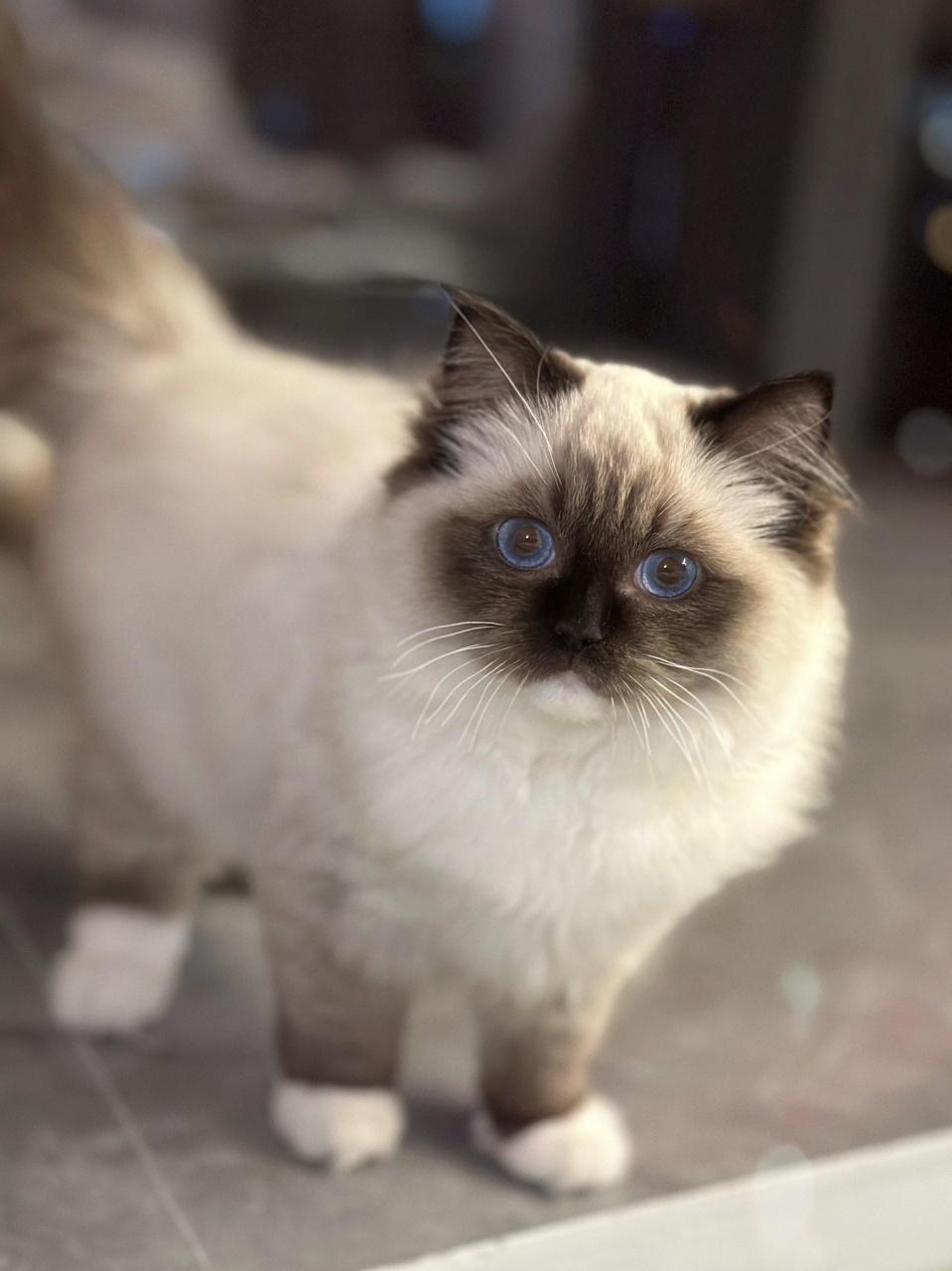 手套色布偶|可爱小黑脸93     四个月啦95