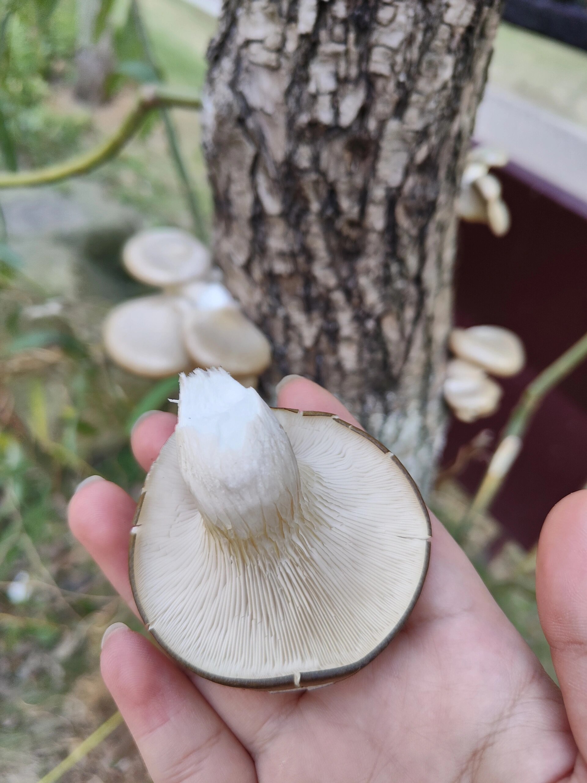 不能吃的柳树蘑菇图片图片