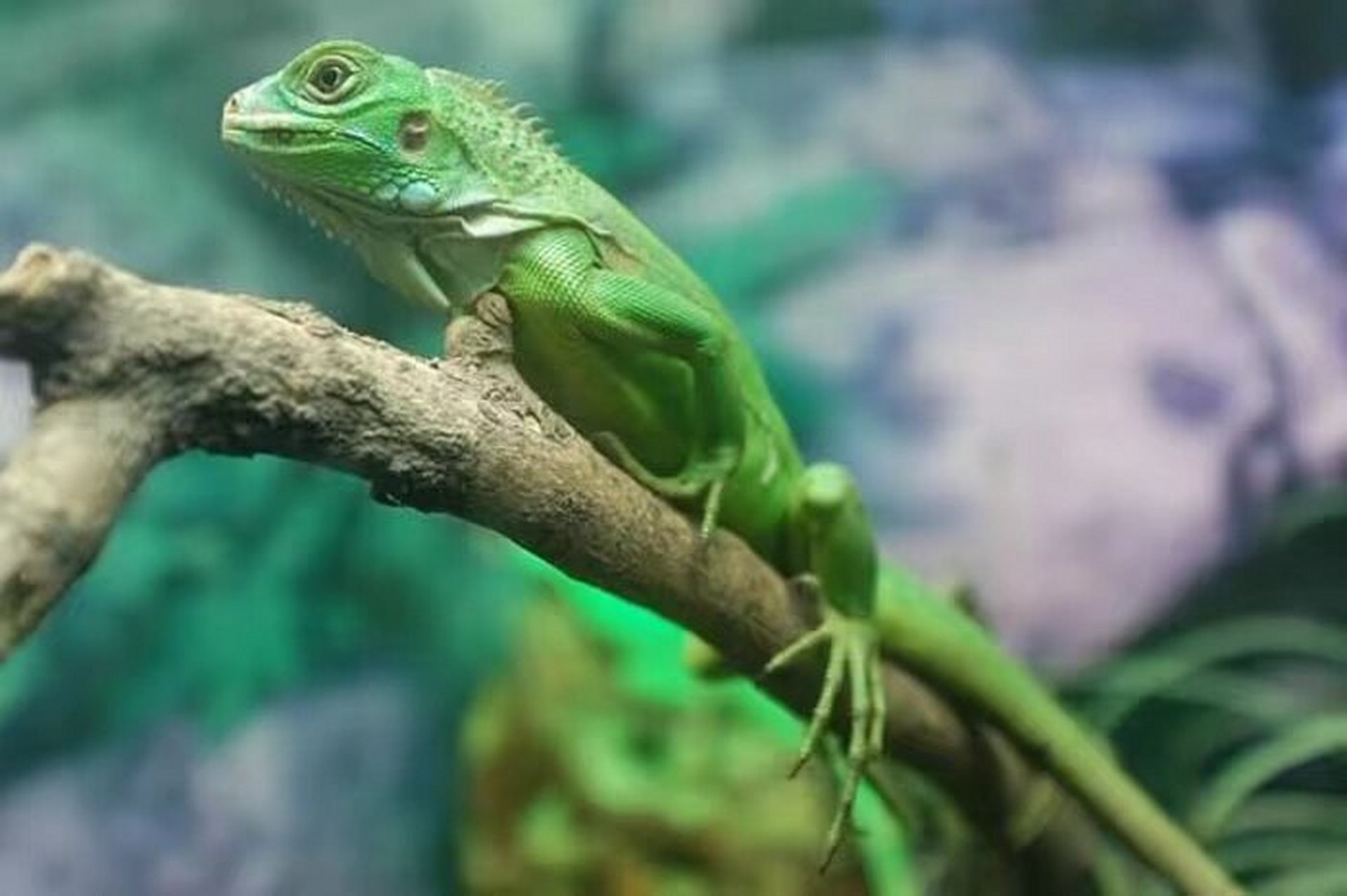 动物图册——绿鬣蜥 绿鬣蜥(学名:iguana iguana)是美洲鬣蜥科,美洲