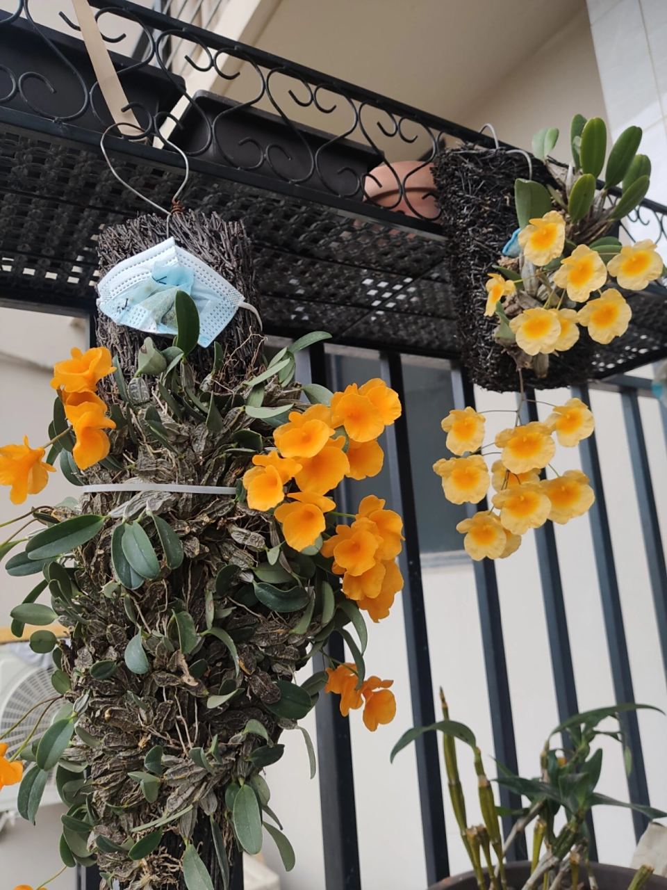 泰聚石斛和龟背石斛 我最喜欢黄色花朵的石斛了 所以买了两个品种