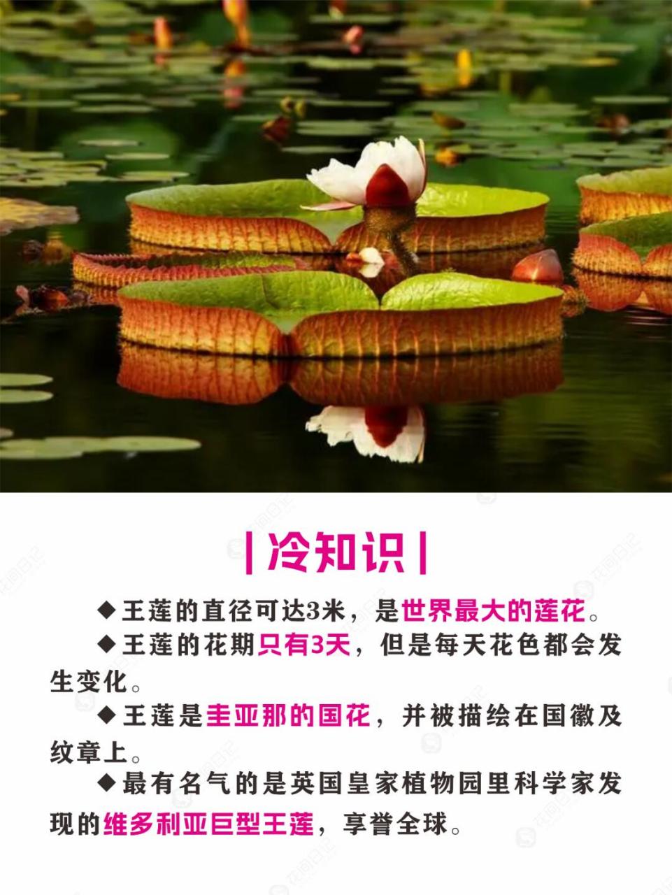 简介 9196 王莲是一种多年生或一年生的大型浮叶草本植物,属于