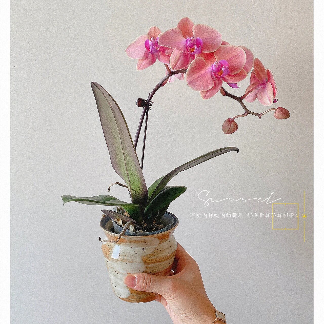 每一颗蝴蝶兰都是一枚小仙女0269♀15 16615皮亚琴察93 2