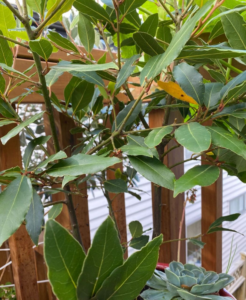 香叶分享 种在花盆里的月桂叶,也叫香叶,具有独特的芳香,可用于烹饪.