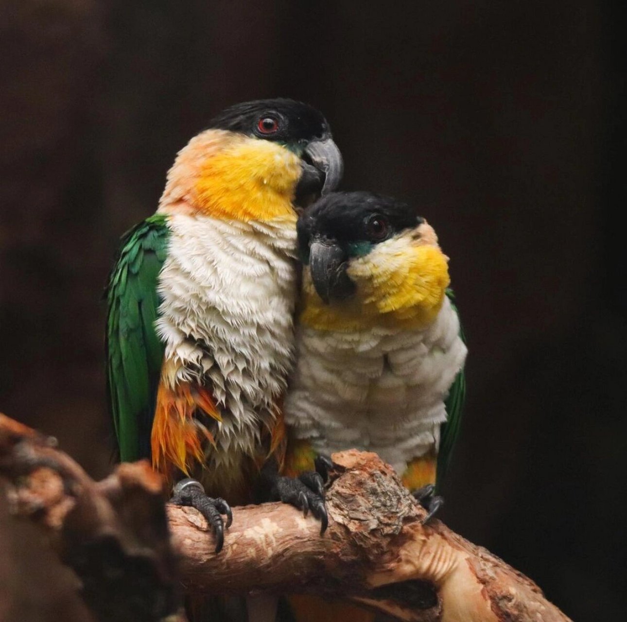 黑头凯克鹦鹉 又名:黑顶鹦鹉,黑头鹦鹉 	 尺寸: 23厘米(9英寸) 重量