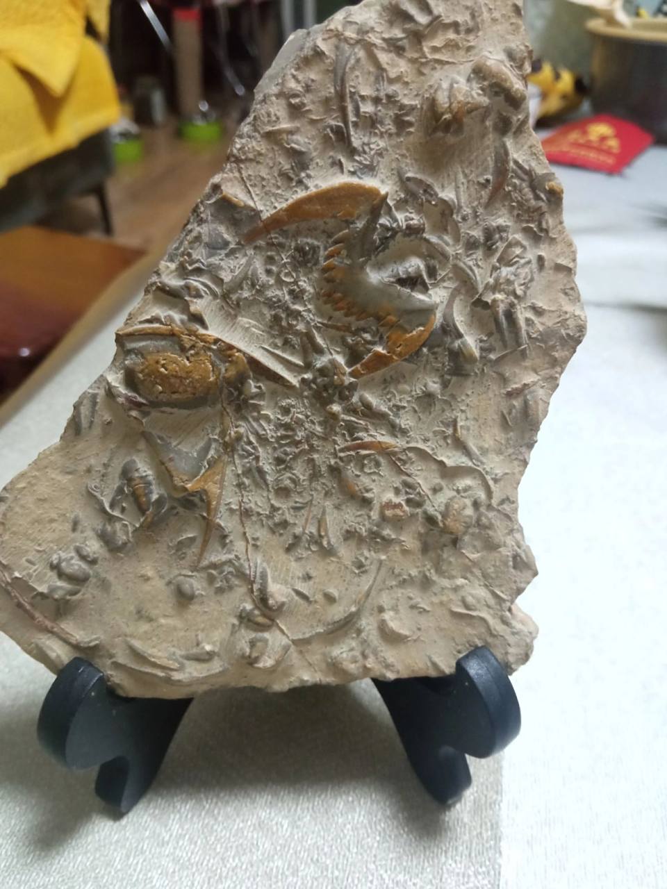 沂源燕子石 燕子石又名蝙蝠石,学名三叶虫化石,因其全身纵横各分为三