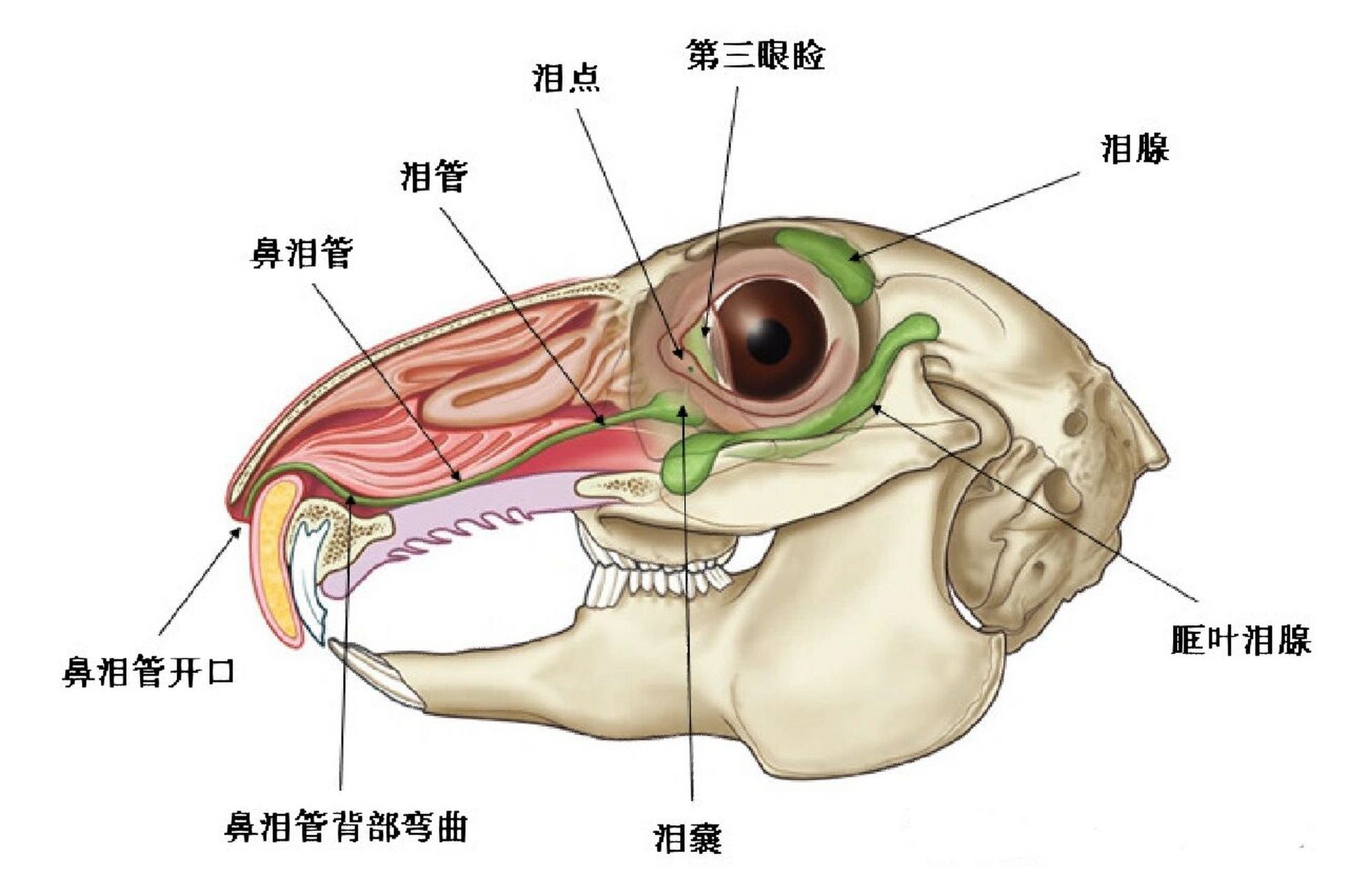 不要以为只有面上看到的4颗牙齿呦~ 平时要多准备磨牙干草玩具一类嗯