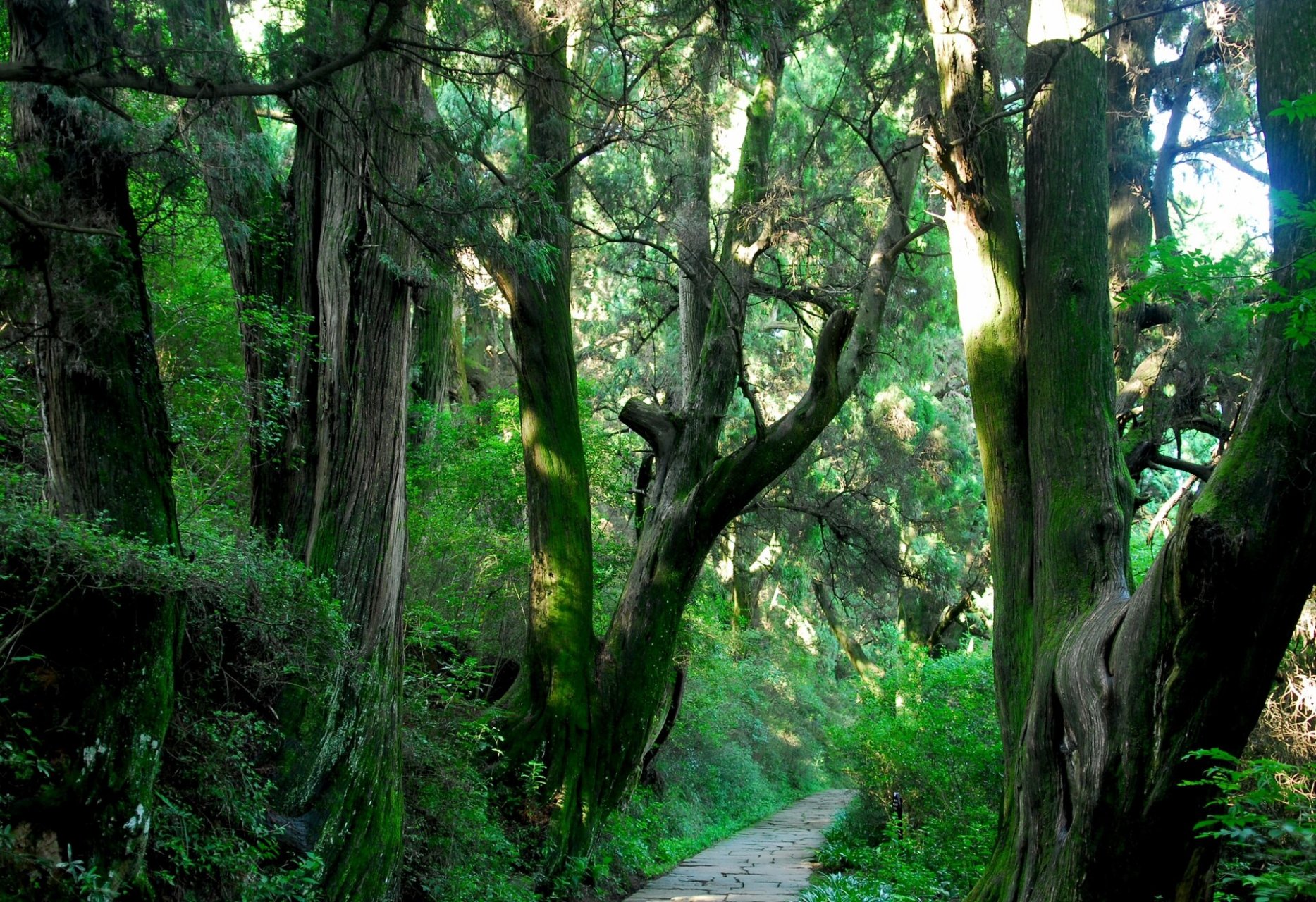 🌳翠云廊|一不小心闯进现实版绿野仙踪🍃 "翠云廊,苍烟护,苔花荫
