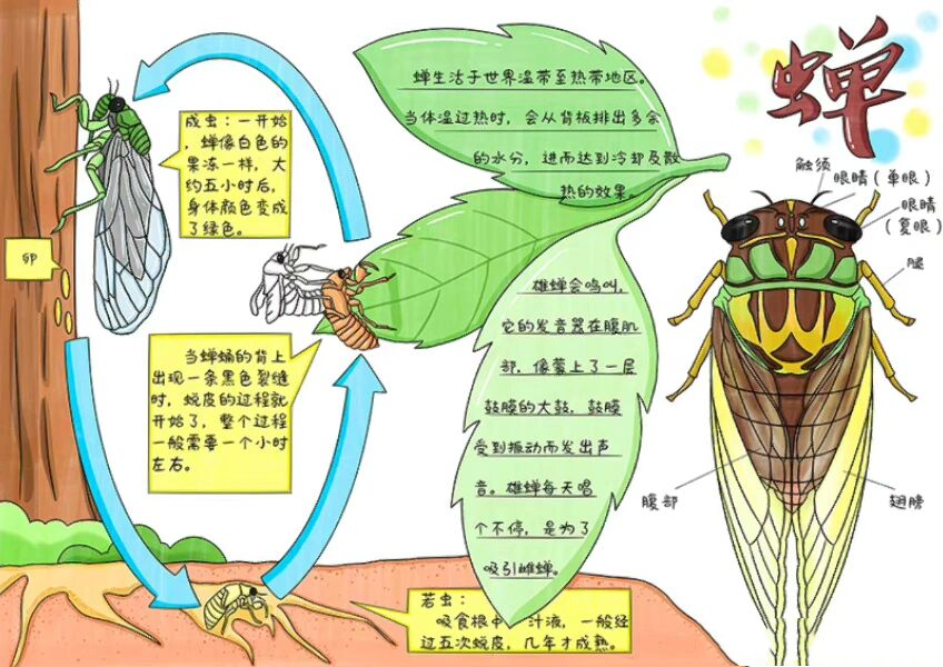 古诗蝉的思维导图图片