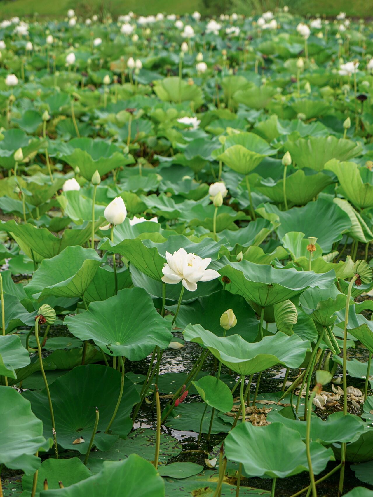 可以听到风声和蝉鸣声 弯弯绕绕找到这片白色的荷花塘 感觉更像是野生