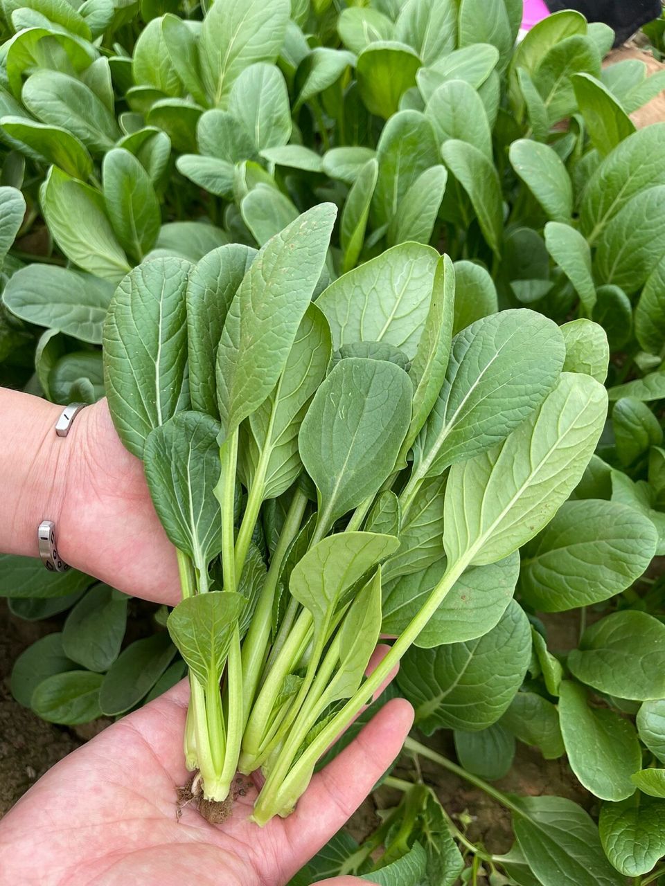 可爱的小菘菜 最近两年新出来的杂交青梗菜品种,柄细菜嫩,有小白菜的