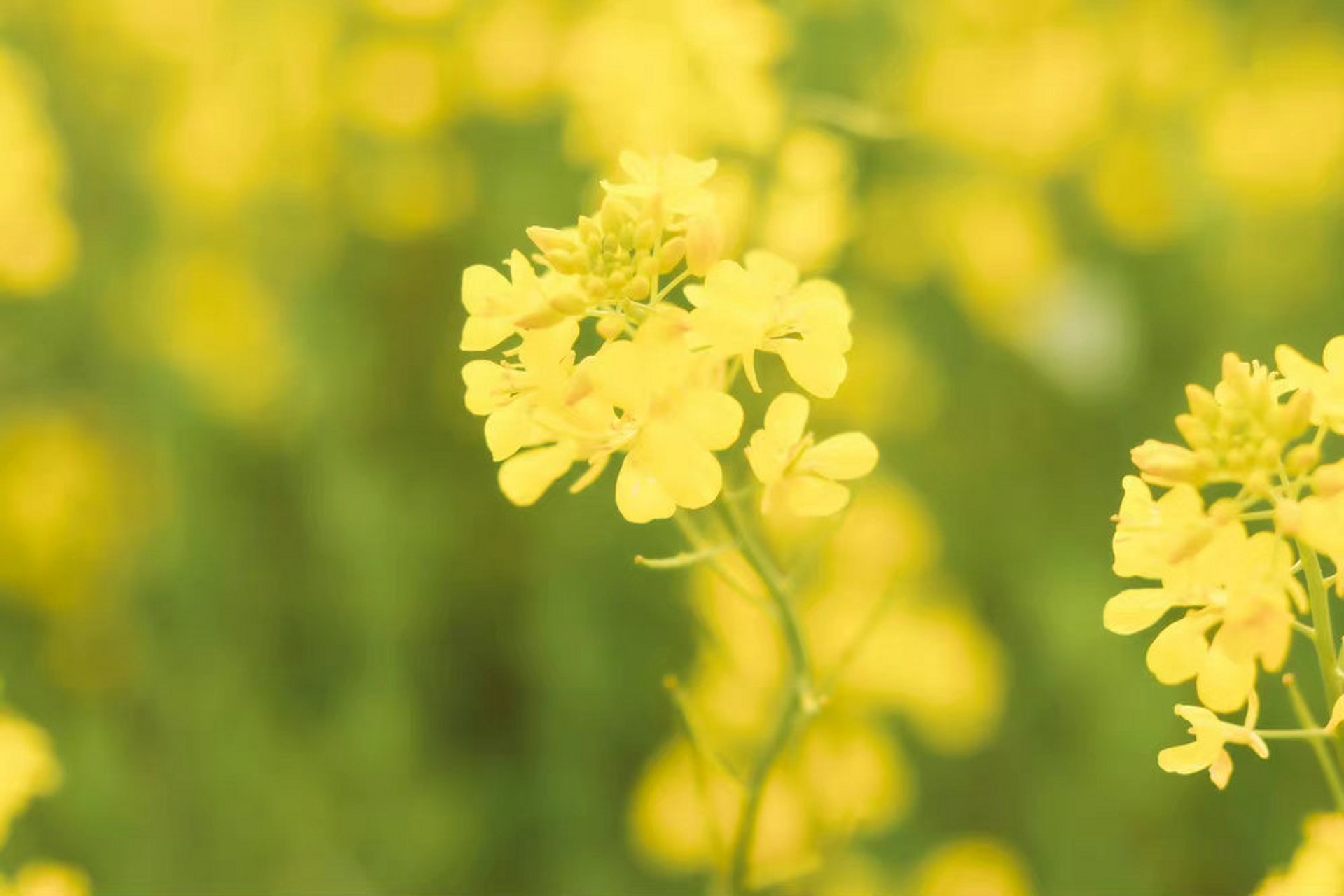 蔡甸消泗油菜花图片