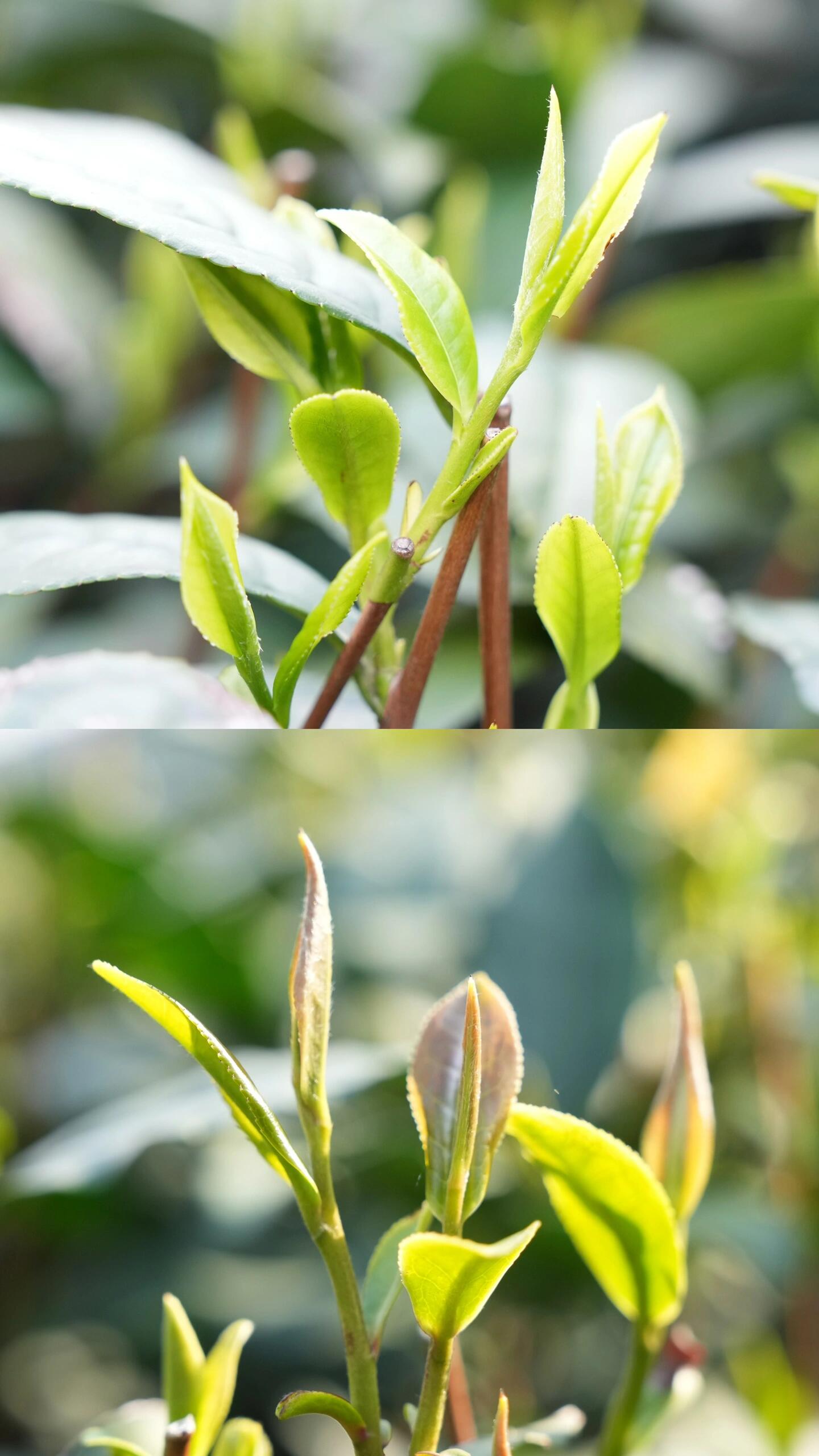 包学会🌱辨别西湖龙井茶树品种 西湖龙井茶树品种绝大部分为群体种