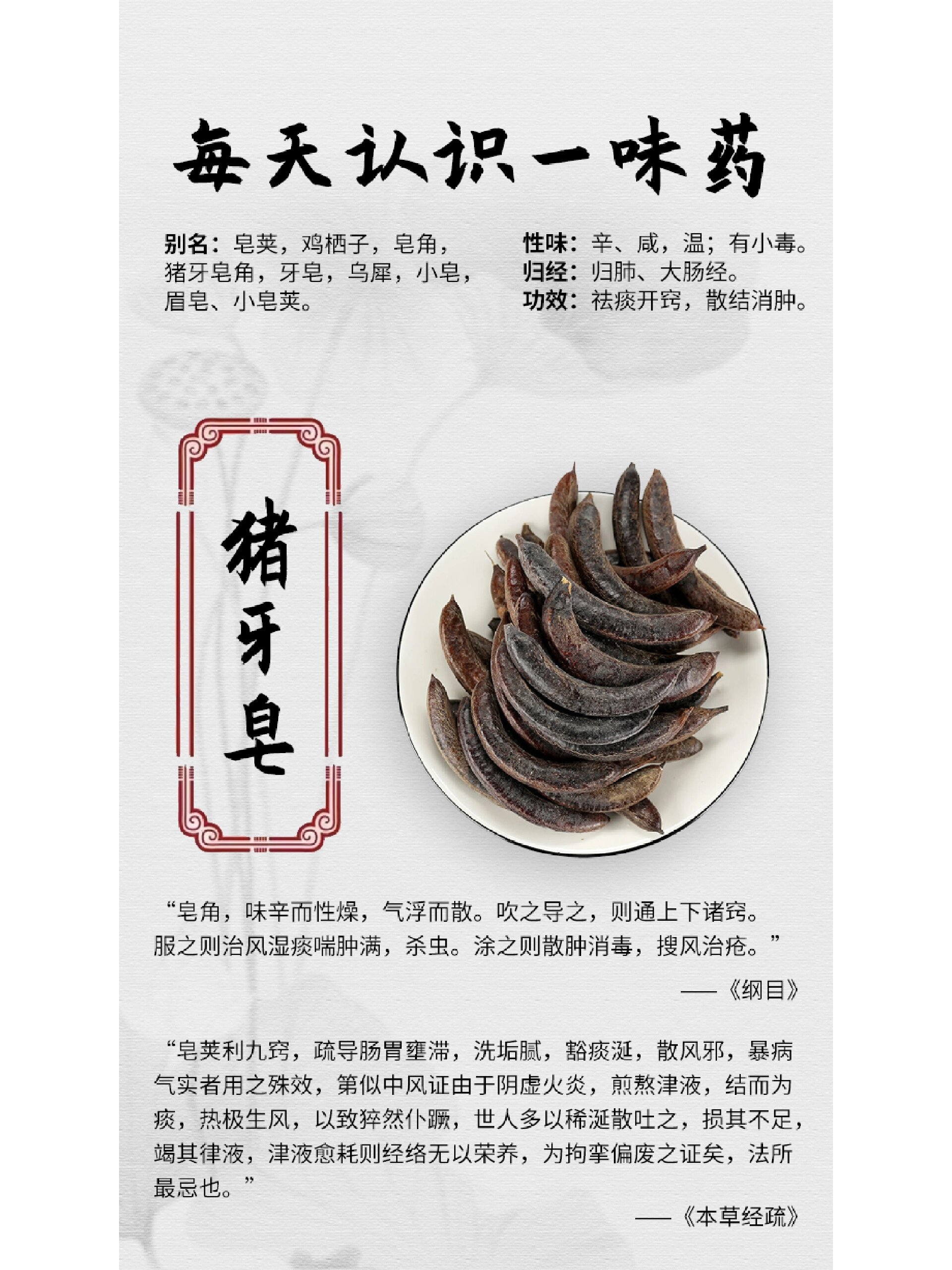 【每天认识一味药】猪牙皂