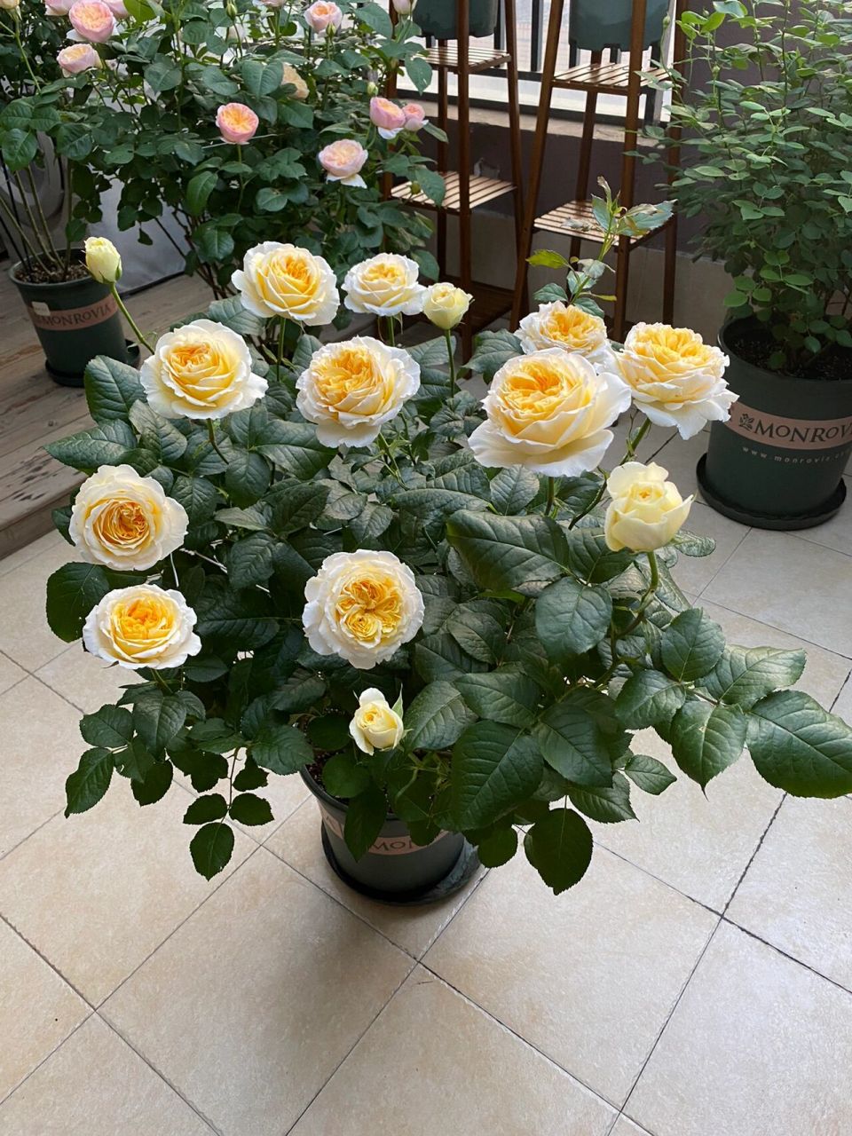 月季碧翠丝 手机里碧翠丝的图片留的很少,用其它几幅凑个数