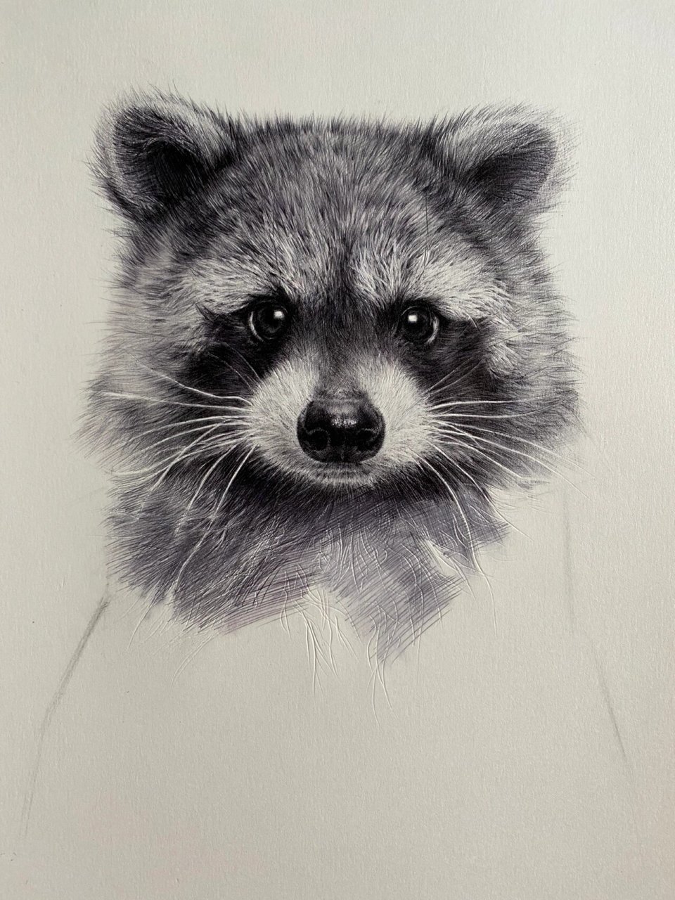 素描动物-小浣熊 及一些绘画步骤 由于各种原因 这幅画断断续续终于