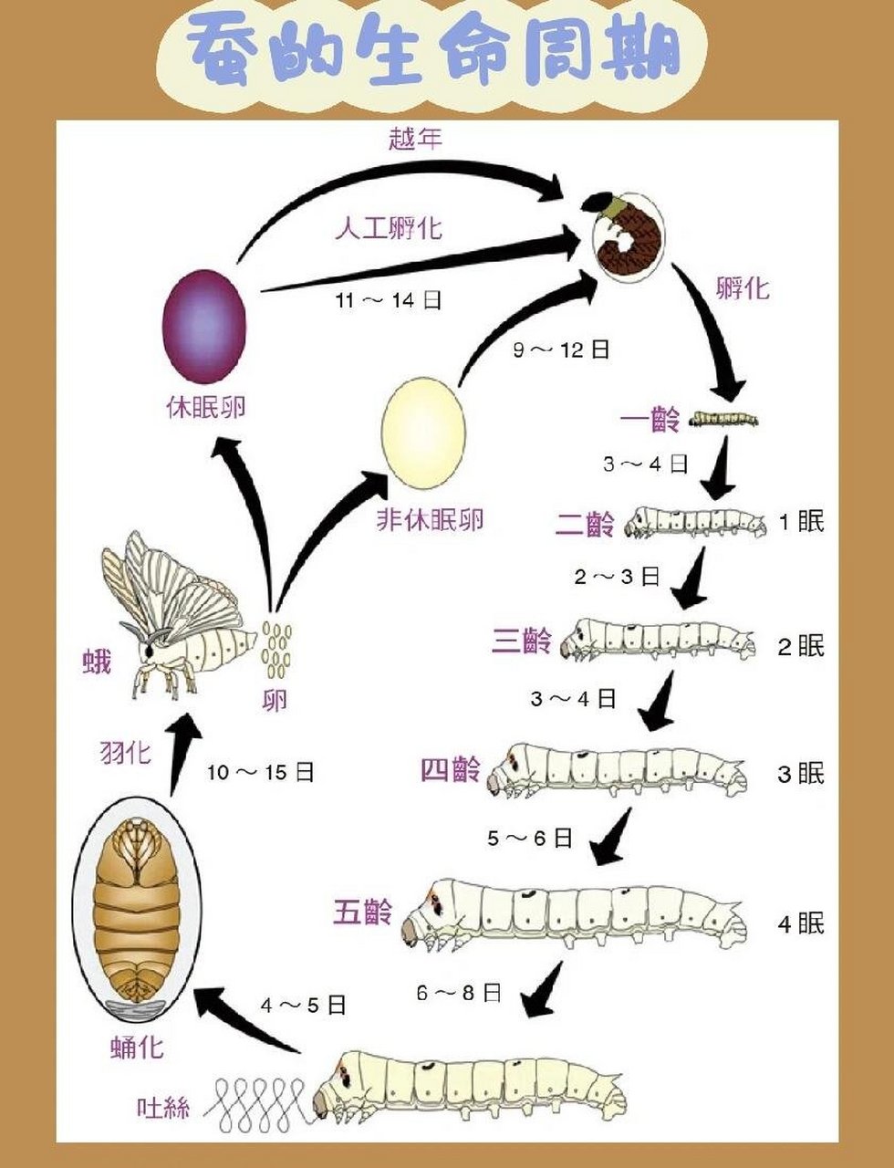 史上最全养蚕知识总结 科学教师必备 有点标题党了(害羞 但是这篇笔记