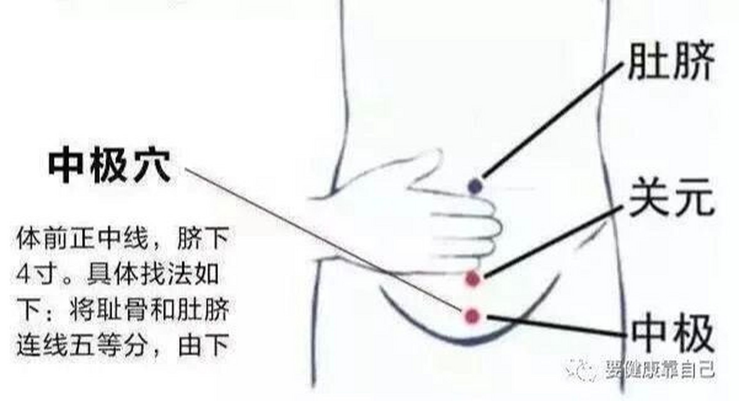 穴位小知识——中极穴 【位置】在下腹部,前正中线上,脐中下4寸.