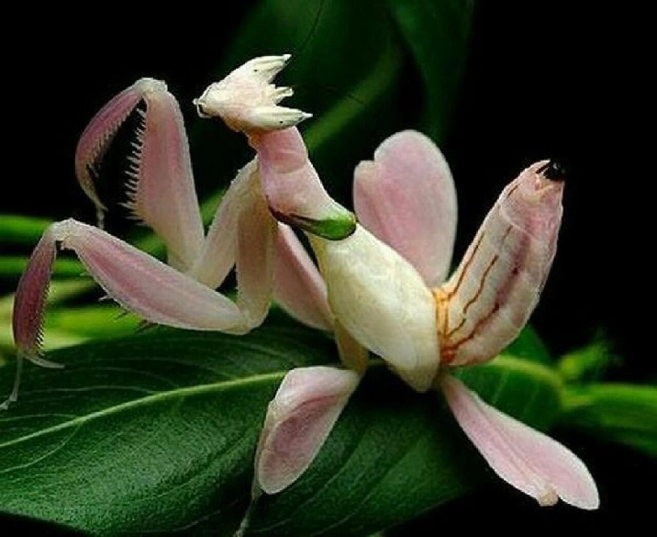 兰花螳螂,还可以当宠物养99好厉害的拟态 兰花螳螂(学名:hymenopus