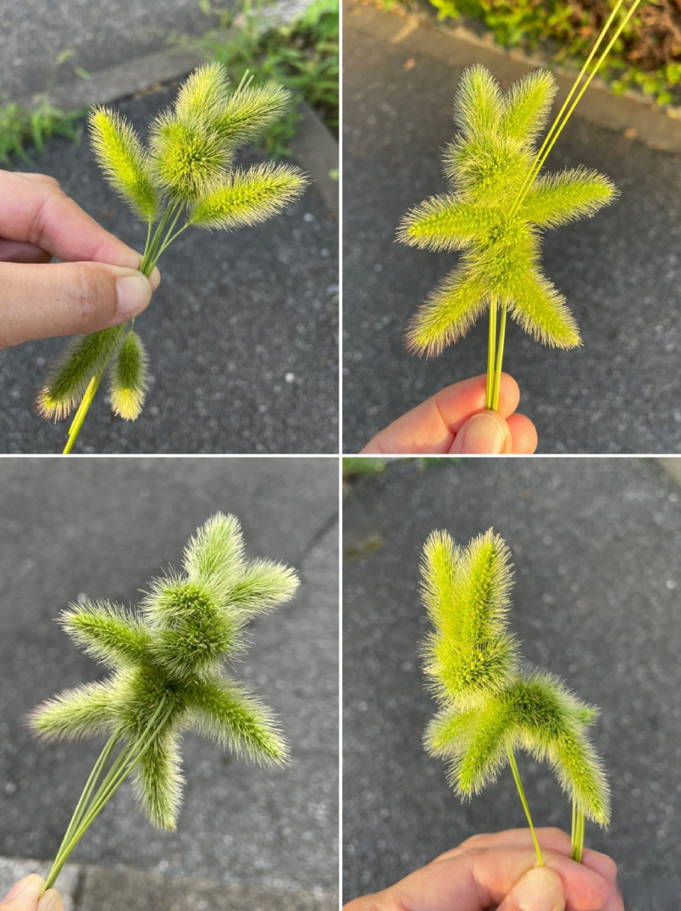 顺手用狗尾巴草做了几个小兔子,太可爱了!