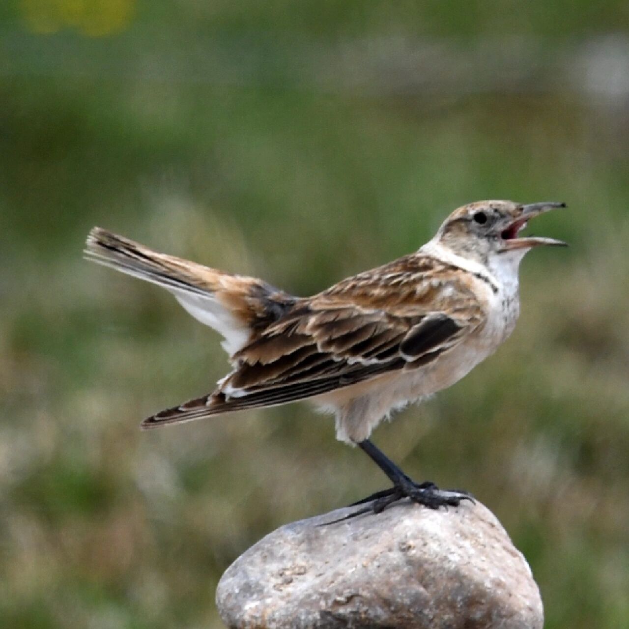 鸟类科普92 | 长嘴百灵 雀形目/百灵科 	 形态特征: 三级飞羽及次级