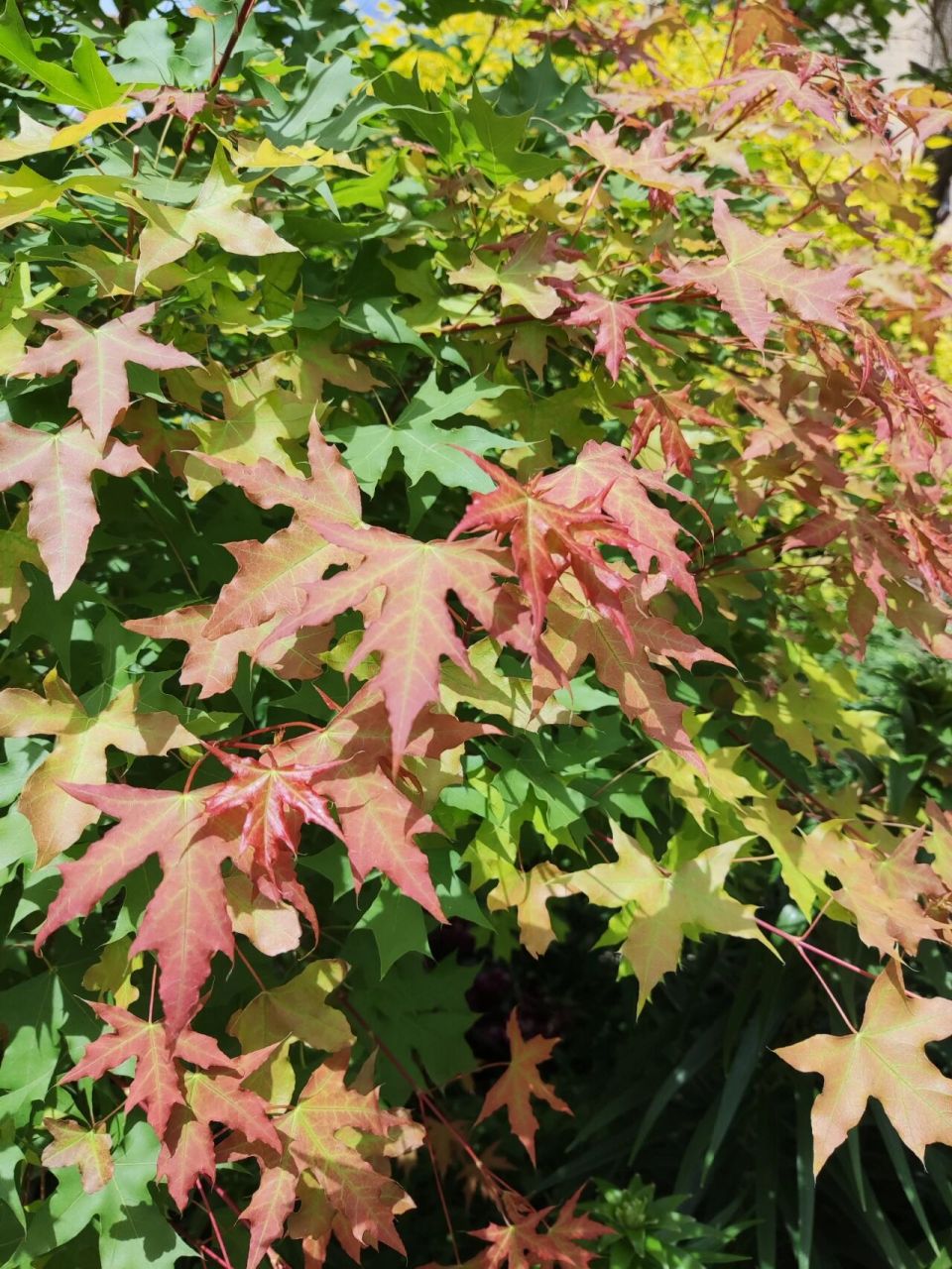 这是夏天的枫叶,和秋天的完全不一样.