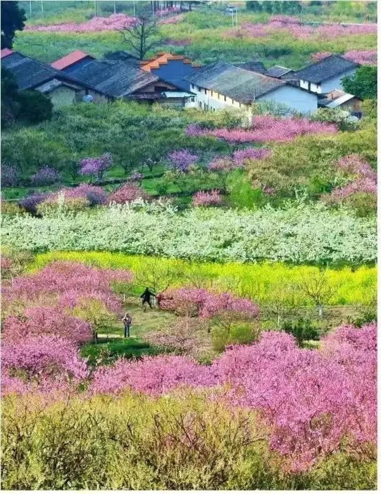 韶关九峰山花海,广东最美花海