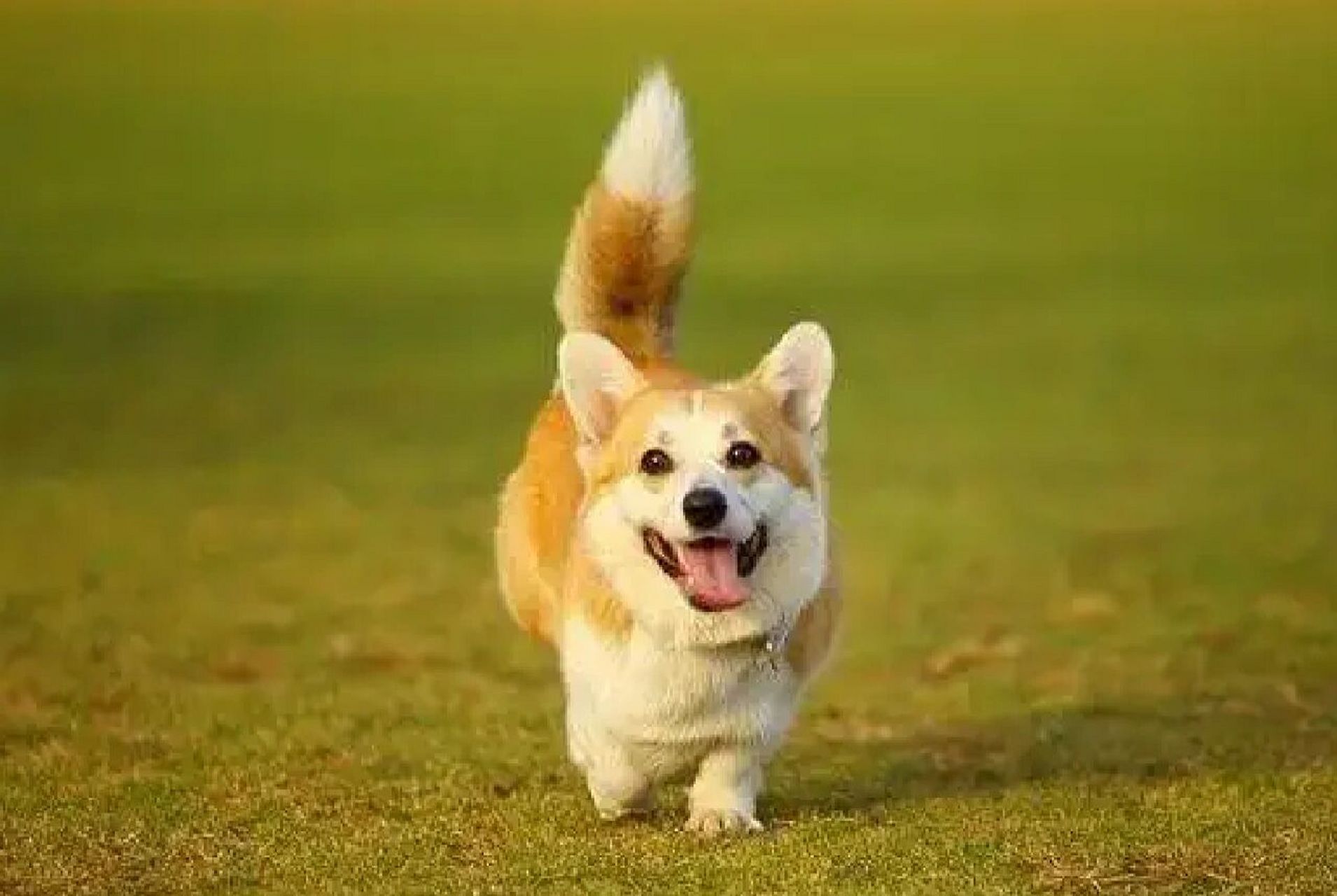 狗届九大颜值"天花板"—雪橇三傻榜上有名 top 9 :小短腿——柯基