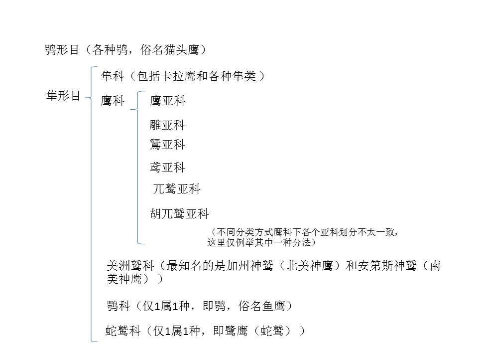 空中王者常见分类(鸮隼鹰雕鵟鹞鸢鹫) 常规对比,也有例外 鸮:猫头 隼