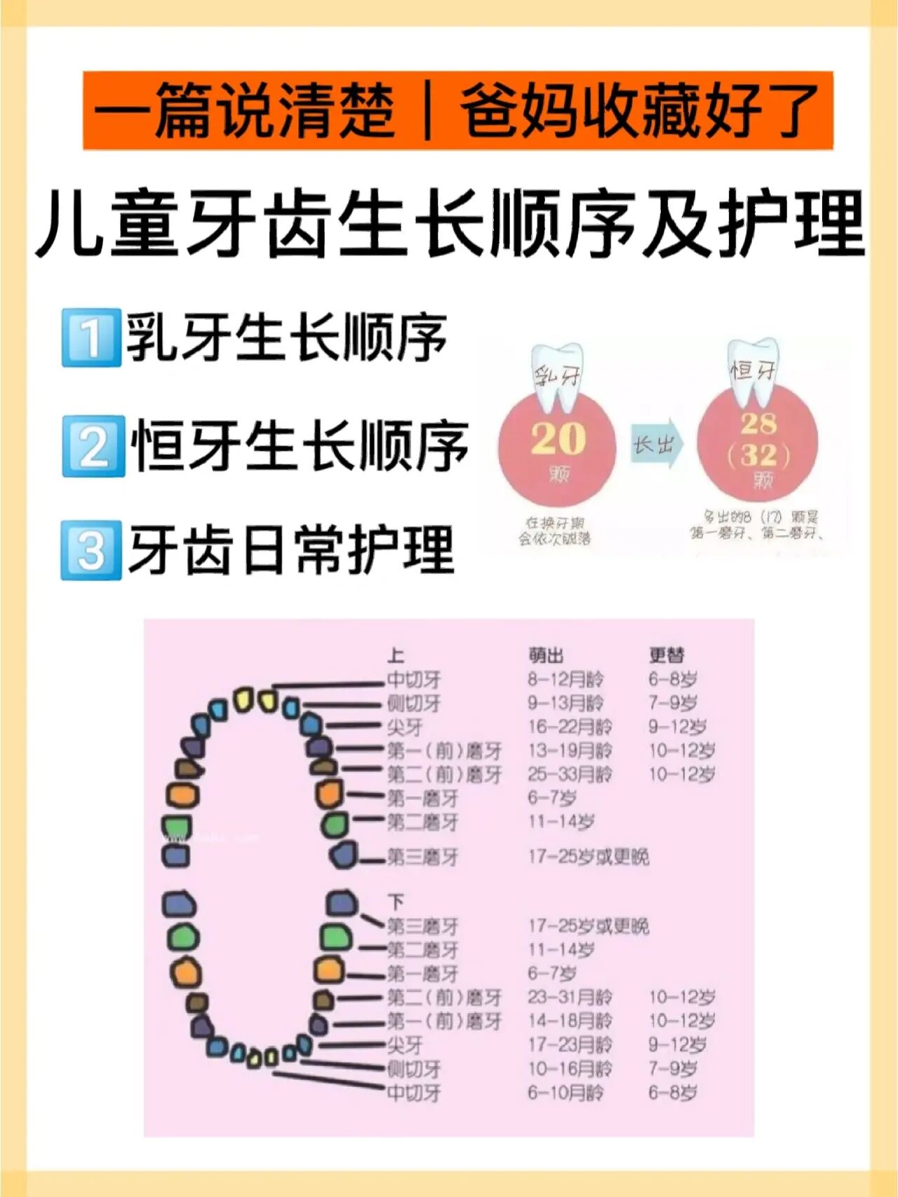 儿童换牙顺序图长牙图片