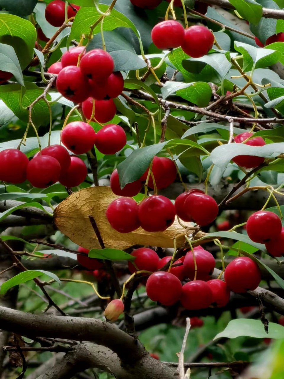 满树红透了的水栒子小果|秋天里的果实