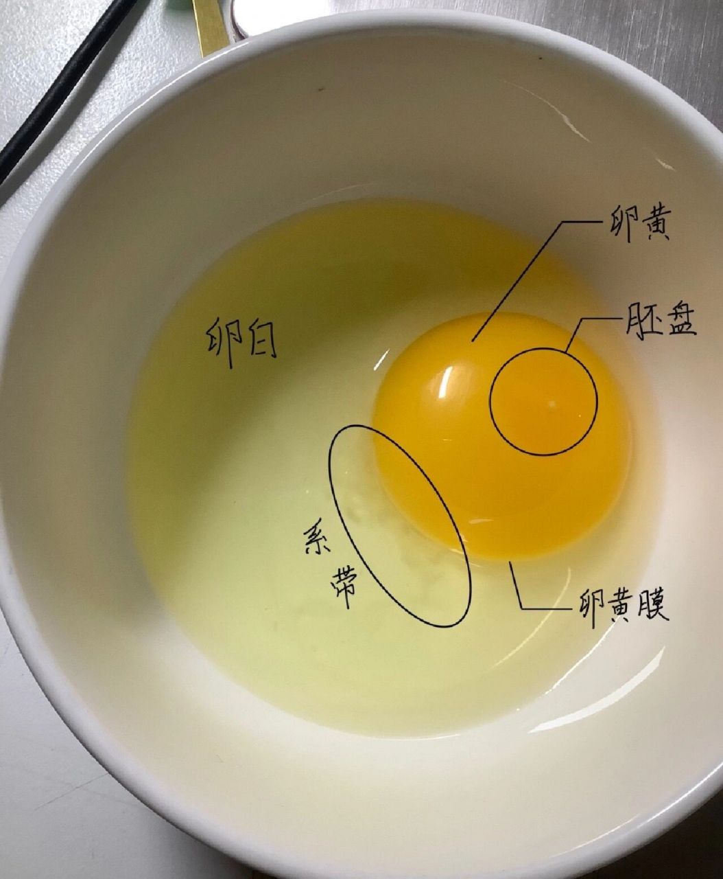 鸡卵实验图图片