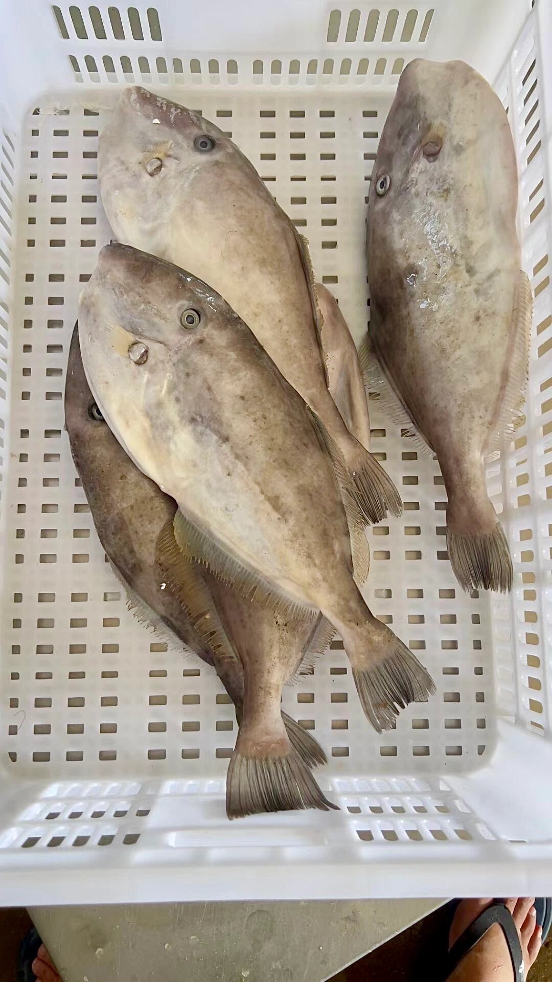 超大的剥皮鱼,有吃过的没?