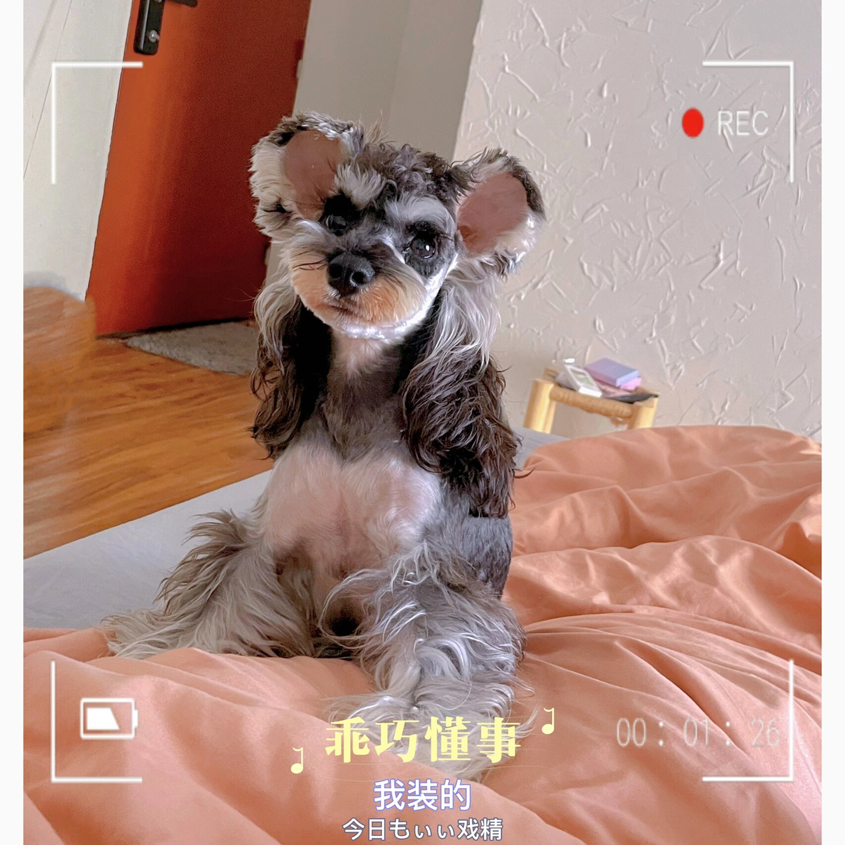 雪纳瑞成年八斤算不算小体