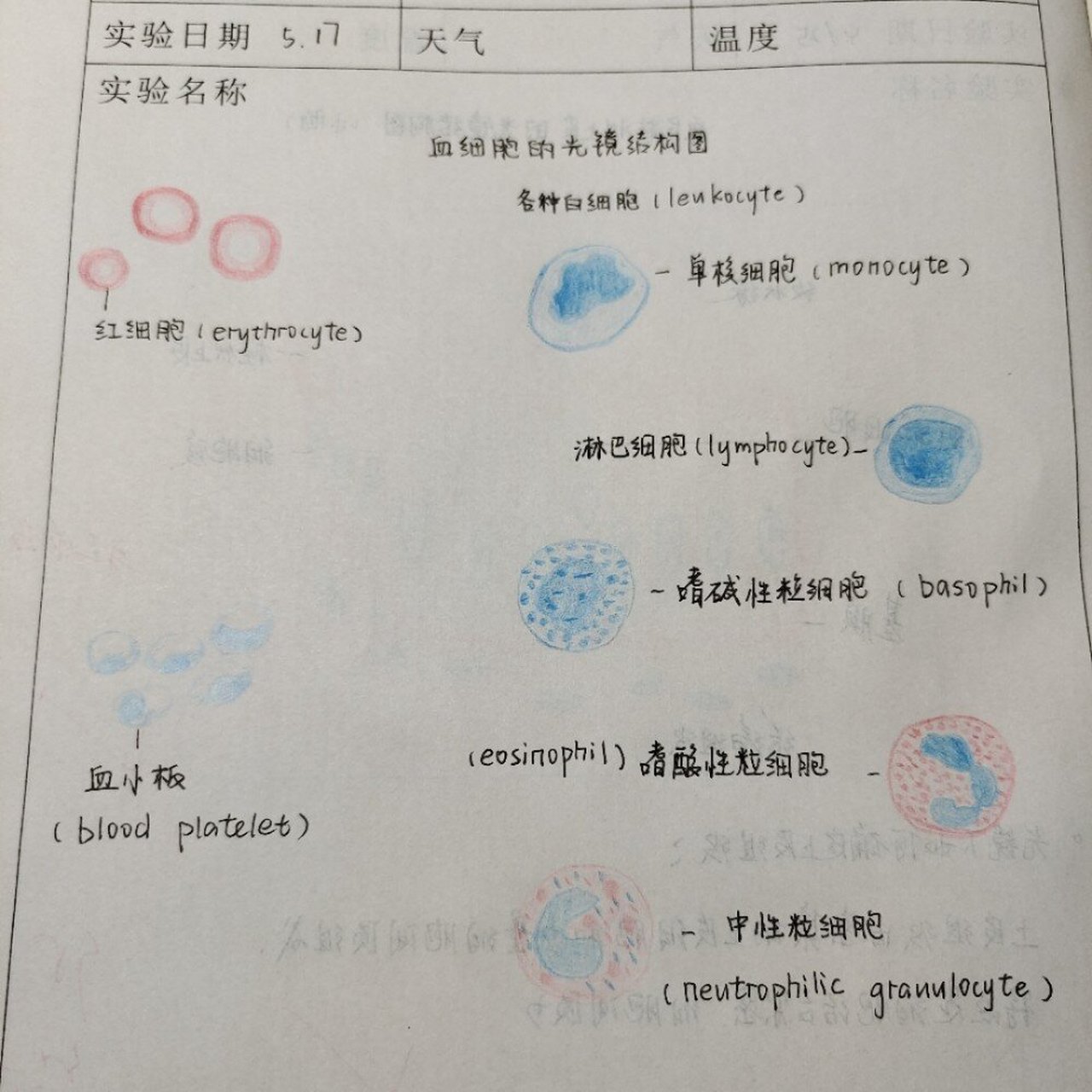 外周血涂片报告图片