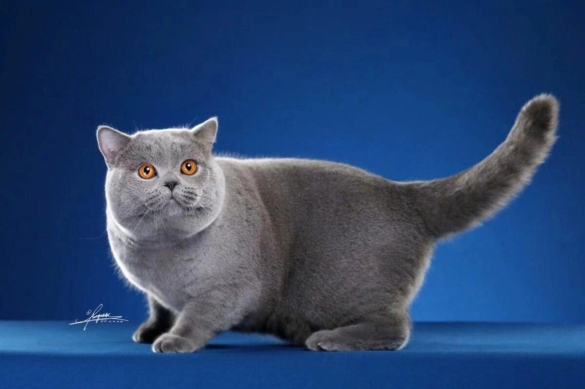 真正的纯血赛级蓝色英短长这样 不是所有的蓝猫,都能称之为英短蓝猫!