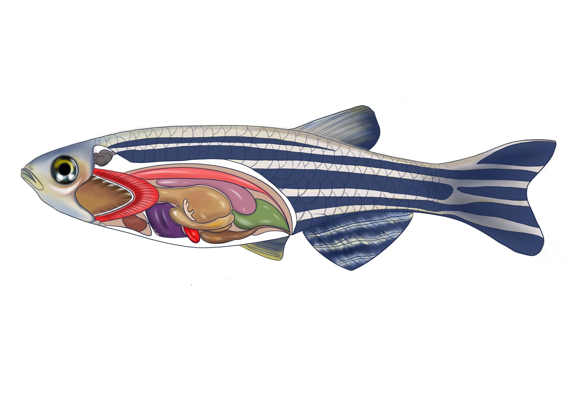 手绘斑马鱼剖面图